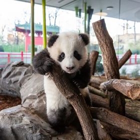 Věděli jste, že pandy jsou čínským majetkem, což platí i pro mláďata?A získat pandy do své zoo, to je velmi zdlouhavý a náročný proces, ve kterém má hlavní slovo čínský prezident, který pandy zapůjčuje jen těm zemím, se kterými Čína udržuje dobré vztahy.
