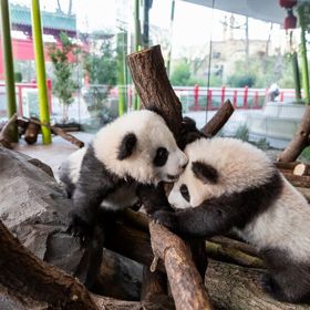 Odchovat pandy v zajetí není vůbec snadné, protože pandy jsou březí jen tři dny v roce. Berlínská zoo ovšem zaznamenala velký úspěch, protože se zde v loňském roce narodila pandí dvojčata. 