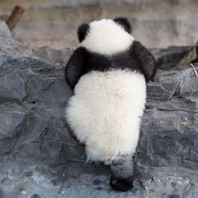 Podle vědeckých studií bílé části pand jim pomáhají maskovat se ve sněhu, zatímco díky černé barvě se snadno skryjí ve stínu stromů. Překvapivé je, že za toto zbarvení může jejich jídelníček - bambus.
