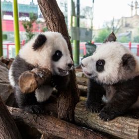 Pro svůj výjimečný vzhled pandy pronikly i do světa komiksů a filmu. Půvabný medvídek se tak stal například hlavním hrdinou animované pohádkové trilogie Kung Fu Panda. 

