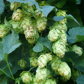  Chmel se užívá již odpradávna, plnili se jím např. polštáře s cílem vyvolat spánek. Doporučoval se také jako mírné sedativum. Chmel obsahuje silice, vitaminy skupiny B a hlavně vysoké procento hořčin. Právě hořčiny a silice uklidňují stavy podráždění a nervozity a vyvolávají spánek. Chmel tak působí proti mírné nespavosti, uvolňuje napětí a zmírňuje nervovou podrážděnost.