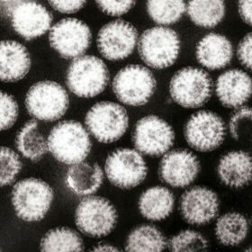 Rotaviry jsou nejčastější příčinou průjmových onemocnění u dětí. Průjem je přitom v celosvětovém měřítku hlavní příčinou dětských úmrtí. 