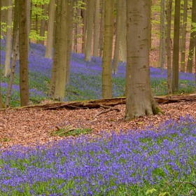 Les je navíc domovem mnoha divokých zvířat. Při procházkách můžete slyšet zpěv ptáků - pěnice černohlavné, budníčka, střízlíka a mnoha dalších.