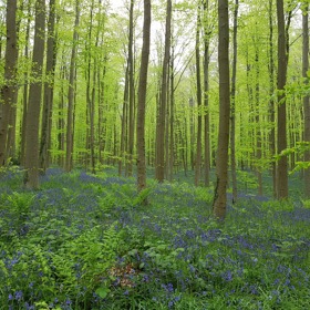 Původní les zničila okupační vojska za první světové války, současný byl vysazen v rozmezí let 1930 až 1950. Zajímavé ale je, že zvonky tam rostou nejméně tři sta až čtyři sta let.