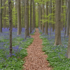 Kromě zvonků se zde dají najít konvalinky, hyacinty nebo medvědí česnek, který ale pravděpodobně dřív ucítíte, než uvidíte.