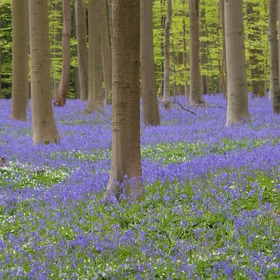 Hallerbosu se také říká Modrý les. Může za to hustý, zářivě modrý koberec zvonků, který každoročně vykvétá na jaře až do začátku léta.