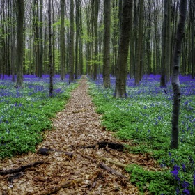 Než se Hallerbos stal samostatným lesem, byl součástí Sonianského lesa, který zasahuje jižní Brusel a pyšní se titulem největšího bukového lesa v Evropě.