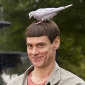 Harry totiž přiveze na výstavu psy, upatlané od různých pamlsků, a Lloyd zase nabourá, okouzlen zákaznicí Mary Swansonovou. Situaci navíc zkomplikuje kufřík, který Mary nechala na letišti, a zamilovaný Lloyd ho sebere s odhodláním vrátit ho půvabné ženě, hned jak ji najde.