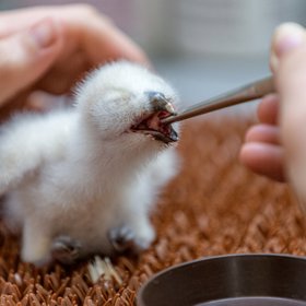 V dubnu světlo světa spatřila také tropická sova ketupa.