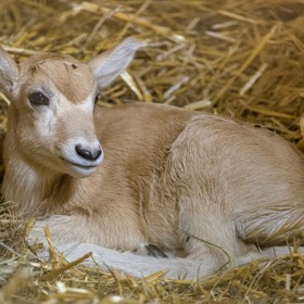 Samička adexe se narodila na velikonoční neděli v Praze.