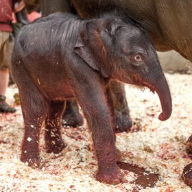 Dalším přírůstkem pražské zoo je sloní samička. Po narození vážila 92 kilogramů. 