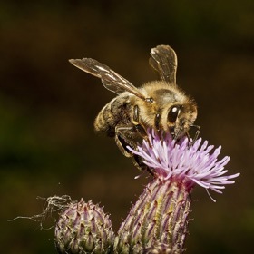 Někteří laičtí včelí terapeuti dokonce praktikují samoléčbu vícečetným včelím bodnutím. To prý léčí nemoci nervů a dalších zdravotních problémů. Léčebnou terapii, která zahrnuje buď přímo žihadla nebo injekce se včelím jedem, mohou podstoupit pouze zdraví lidé bez alergií a dalších nemocí, jako jsou například choroby srdce nebo cukrovka.