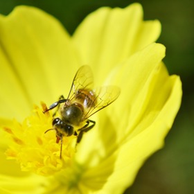 Méně známou preventivní léčbou je včelí jed. Podle některých odborníků působí při léčbě boreliózy a roztroušené sklerózy. Včelí bodnutí údajně pomáhá předcházet bolestem kloubů.