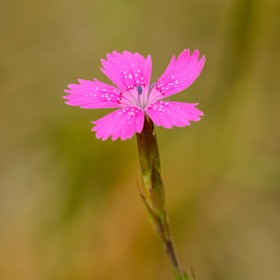 Hvozdík patří mezi nenáročné suchomilné trvalky. Pěstovat je zvládnou i úplní začátečníci. Nejraději mají suchá a slunná místa.