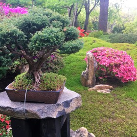 Základními prvky zahrady jsou voda, kámen a rostliny.