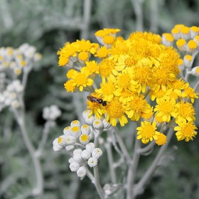 Vaši zahradu ozdobí zářivě žlutě kvetoucí pelyněk. Této odolné bylince sucho nevadí, k přežití jí postačí minimum vody.