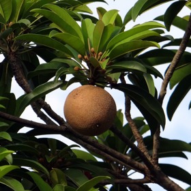 Černá sapota se například v Austrálii těší velké oblibě. Její sladkou chuť připomínající čokoládu s trochou ostružinové marmelády si každý hned oblíbí.