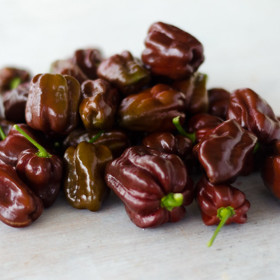 Hitem mezi zkušenými pěstiteli jsou také čokoládové papriky zvané pro svůj příjemný vzhled Chocolate beauty.