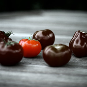 Paprika není jedinou sladkou zeleninou. Velké obliby dosahuje i odrůda čokoládových rajčat chocolate stripes (čokoládové žíhané). Toto chutné rajče je navíc celkem nenáročné. Pěstovat ho můžete jak ve skleníku, tak i venku.