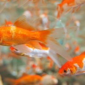 Beran (21. 3. – 20. 4.): Berani věčně věků nemají čas, proto stále s pořízením domácího mazlíčka váhají a dobře dělají, v jejich rozlítaném životě by byl totiž chudák. Nejlepší jsou pro ně rybičky, protože ty se nemusejí pravidelně venčit.