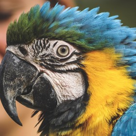 Blíženci (22. 5. – 21. 6.): Lidé v tomto znamení zvěrokruhu jsou hodně upovídaní, proto by k nim seděl papoušek. Když si pořídí druh, který umí pořádně mluvit, mohou si spolu pořádně pokecat a v domácnosti nebude nikdy nuda.