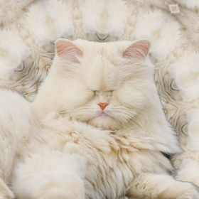 Moet kvůli týrání onemocněla, oslepla a poté přišla o oči.