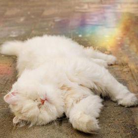 V roce 2014 se poprvé setkala s Emily, která jí dala nový a spokojený domov.