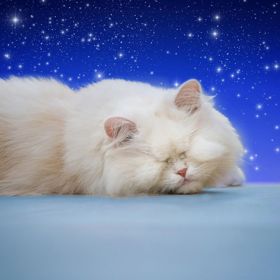 Moet se naštěstí dostala do zvířecí charity, která jí zachránila život.