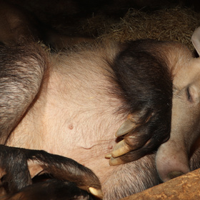 Dalšími z významných přistěhovalců do plzeňské zoo jsou hrabáči kapští.
