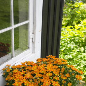 Jestliže chcete mít rostliny s většími květy, dbejte o precizní vyštipování bočních pupenů. Ale když se vám víc líbí drobná kvítka, ponechte vše bez zásahu.