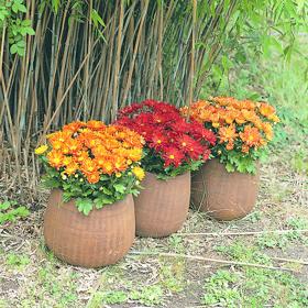 Velkokvěté chryzantémy vydrží na balkonu či terase chráněné před deštěm a větrem až do ostřejších podzimních mrazíků. 