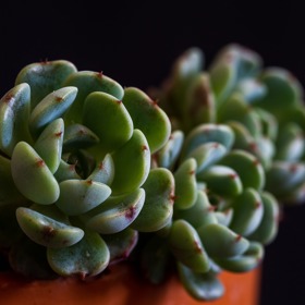 Echevérie, neboli také dužnatka, patří k rostlinám, které vám při minimální péči poskytnou dokonalý pohled pro oko. Vyžaduje hodně světla, nevadí jí ani přímý sluneční úpal. Přes rok může být na okně, v létě je možné ji letnit.