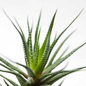 Aloe vera není náročná na údržbu, potřebuje ale dostatek světla. Zálivka závisí na ročním období: v létě je potřeba zalévat často, v zimě stačí trocha vody jednou za dva týdny.