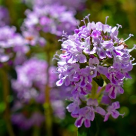 Mateřídouška pod polštářem přivolá sladké sny.