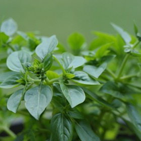 Věděli jste, že hrst oregana v koupeli působí jako afrodisiakum? 