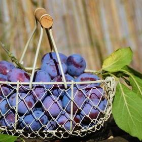 Švestky, trnky, kadlátka, kolik byste ještě dokázali vyjmenovat názvů...? 