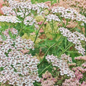 Při poraněních, vředech a revmatismu použijte řebříček v podobě sedací lázně.