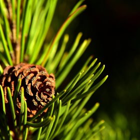 Výtažky z borovice pomáhají vytvářet zdravé prostředí a přispívají k uvolnění nosu a regeneraci sliznice. 