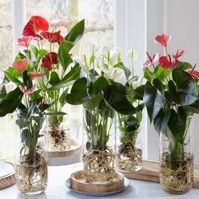 Některým rostlinám, například anturiím. hydroponické pěstování vysloveně svědčí. 