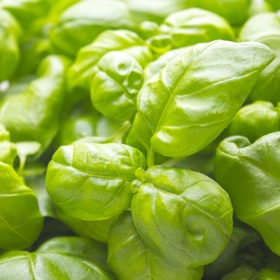 Pro zpevnění vlasů a zpomalení jejich vypadávání se skvěle osvědčila bazalková voda.