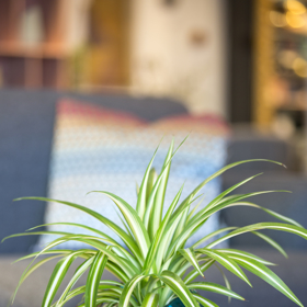 Zelenec (Chlorophytum comosum) prokazatelně zbavuje vzduch v místnosti toxických látek a některých choroboplodných zárodků.