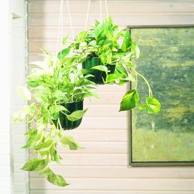 Scindapsus nebo také šplhavník (Epipremnum pinnatum) prospívá na světlém stanovišti bez přímého světla. 