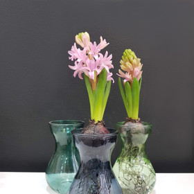 Je známo, že červené sklo pomáhá rostlinám při rychlejším růstu, ale jakákoli průhledná váza či sklenice bude stačit.