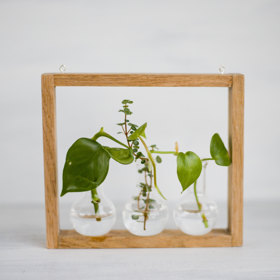 Z rostlin vytvoříte i zajímavé aranžmá, které nahradí obraz.