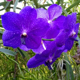 
Respektujte její teplomilnost a vytvořte k tomu odpovídající podmínky v místnosti.