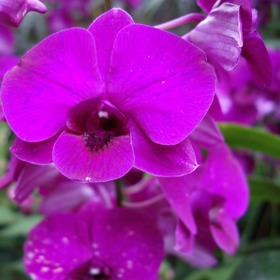 
Pokud vše děláme správně a orchideji prostor i podmínky svědčí, doba od výkvětu po odkvět často přesahuje tři měsíce.