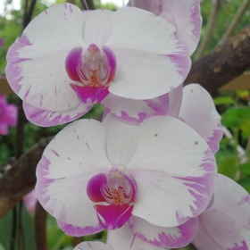 
Kvalitní péči nám rostlina vrací tím, že dvakrát ročně vykvete. 