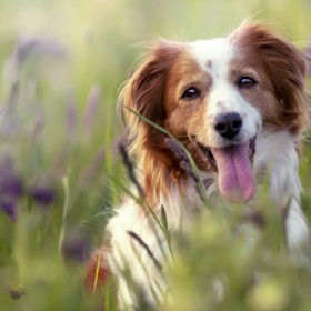 Lev (23. 7. – 22. 8.): Lvi nutně potřebují společenského psa. Stejně jako oni chtějí být středem pozornosti, tak i jejich mazlíček by měl být rád v centru dění. Budou společně podnikat výlety a zažívat dobrodružství.