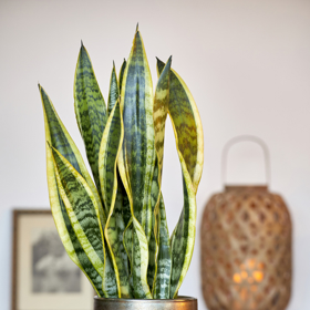 Tchynin jazyk (Sansevieria trifasciata) je retro rostlina, která přežije i u největších zapomnětlivců.