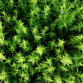 Tymián dokáže pomoci i v kosmetické péči, zvlášť pokud vás trápí lupy.